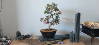 Bonsái Azalea Maceta Tokoname Mazan Terahata
