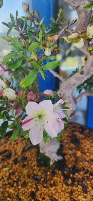 Bonsái Azalea Maceta Tokoname Mazan Terahata