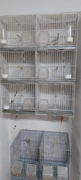 Conjunto 6 jaulas pájaros transparentes