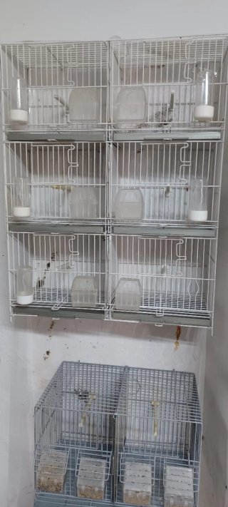 Conjunto 6 jaulas pájaros transparentes