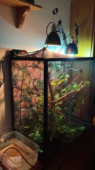 Terrario para reptil con accesorios