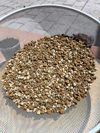 Lote Bonsai/Prebonsai 3