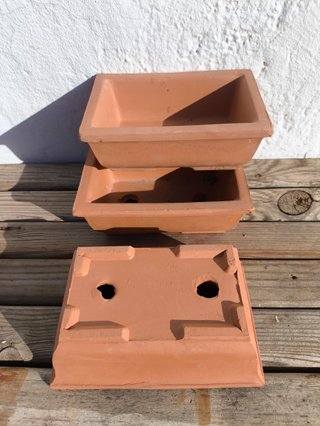 Lote Bonsai/Prebonsai 3