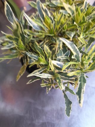 Gardenia Variegata Planta