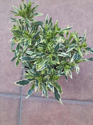 Gardenia Variegata Planta