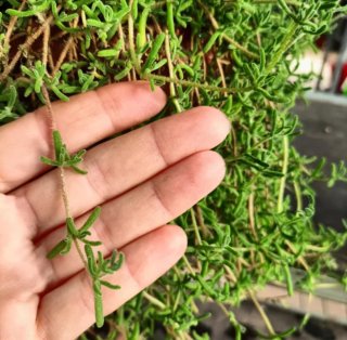 Pianta Drosanthemum Hispidum Barba di Giove