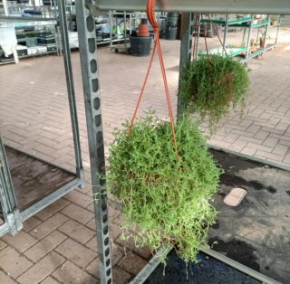 Pianta Drosanthemum Hispidum Barba di Giove