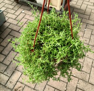 Pianta Drosanthemum Hispidum Barba di Giove