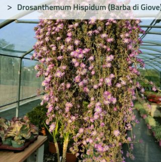 Pianta Drosanthemum Hispidum Barba di Giove