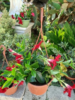 Piantadi  Dipladenia in Vaso 20 basket