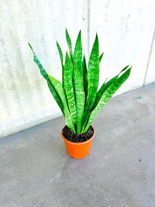 Planta interior/exterior Sansevieria grande