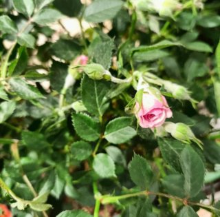 Pianta Rosa Alberello 50cm