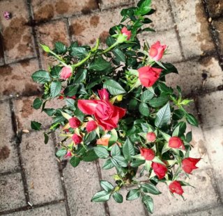 Pianta Rosa Alberello 50cm