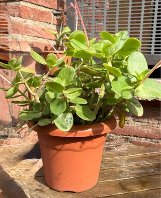 Crassula multicava Orgullo de Londres. Suculenta