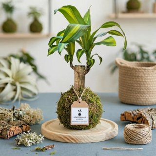 KOKEDAMA DE TRONCO DE BRASIL RAMIFICADO - Escultur