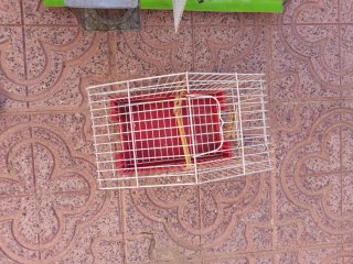 Jaulas para pájaros
