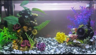 Grava tricolor para acuario