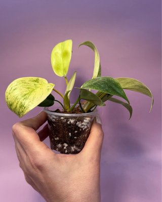 2 Plantas Philodendron Florida Ghost