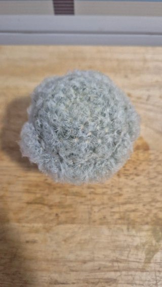 Cactus Mammillaria plumosa