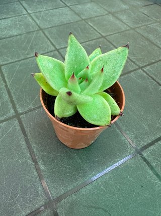 Echeveria agavoides ebony