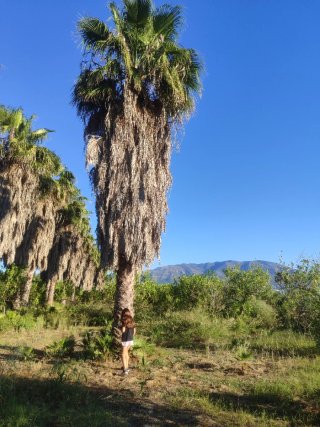 Palmeras Washingtonias