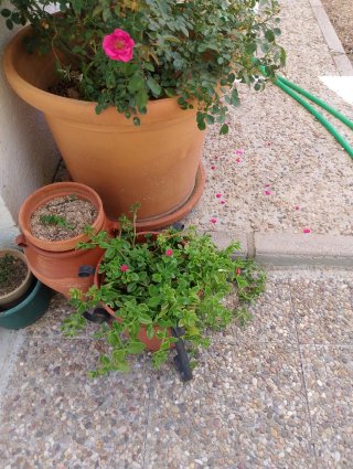 Maceta Apatenia Cordifolia