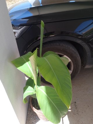 Achira