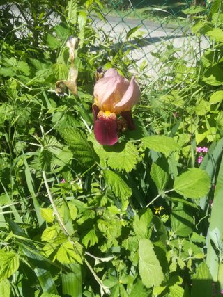 3 rizomi Iris colore come da foto