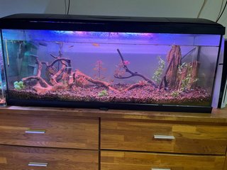 Acuario tiene grita en el fondo es de 120l