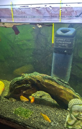 Acuario completo con accesorios.