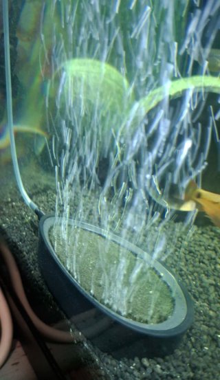 Acuario completo con accesorios.