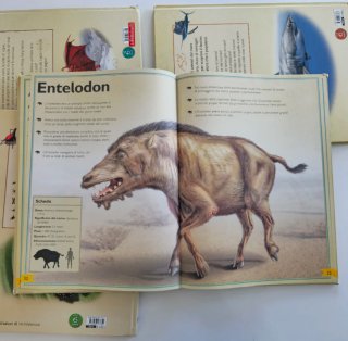 libri "Il Magnifico Libro" Touring Club bambini 6+
