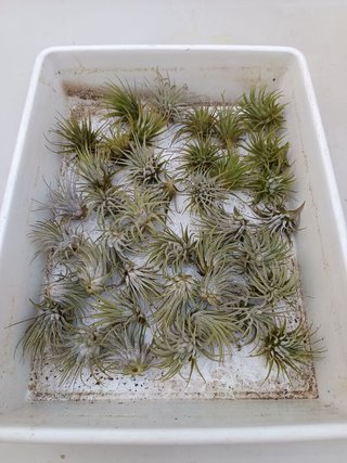 Tillandsia Ionantha planta clavel aire