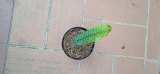 Felce Nephrolepis cordifolia h 40 cm