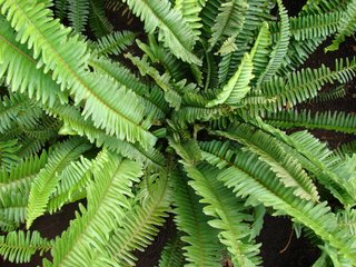 Felce Nephrolepis cordifolia h 40 cm