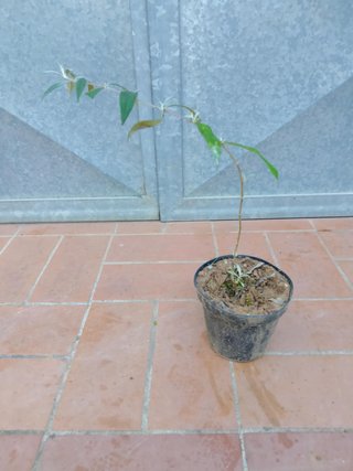 Buddleja Davidii Rosa Albero Farfalle h 25