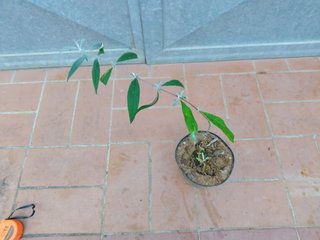 Buddleja Davidii Rosa Albero Farfalle h 25