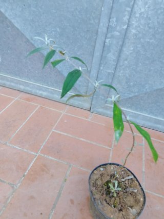 Buddleja Davidii Rosa Albero Farfalle h 25