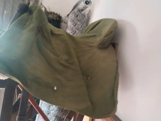 Montura de caballo vaquera