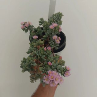 Oscularia deltoides planta suculenta