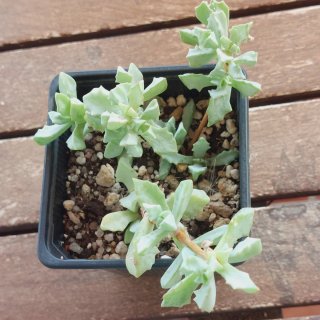 Oscularia deltoides planta suculenta
