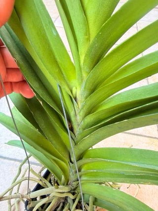 Vanda  Omar Padron