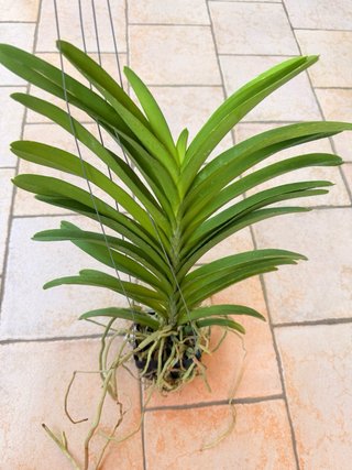 Vanda  Omar Padron