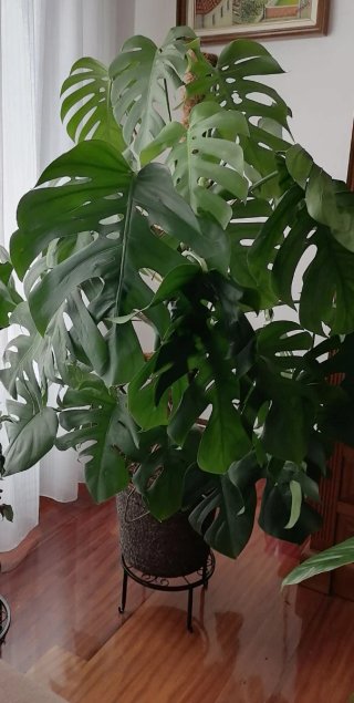 Monstera Deliciosa Planta Grande