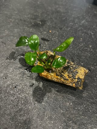 Anubia planta para aquário