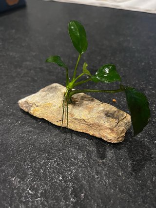 Anubia planta para aquário