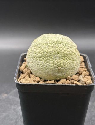 Pseudolithos Migiurtinus vaso 7,5 cm