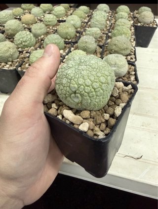 Pseudolithos Migiurtinus vaso 7,5 cm