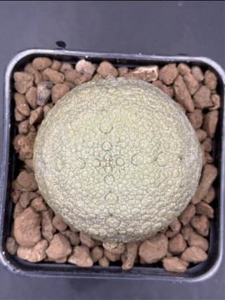 Pseudolithos Migiurtinus vaso 7,5 cm
