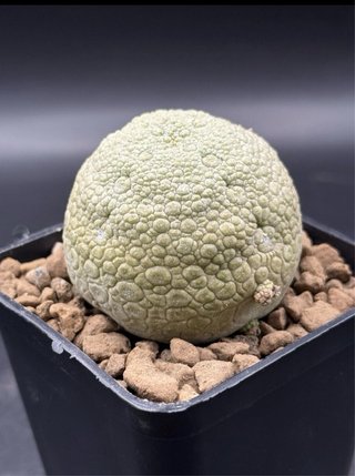 Pseudolithos Migiurtinus vaso 7,5 cm